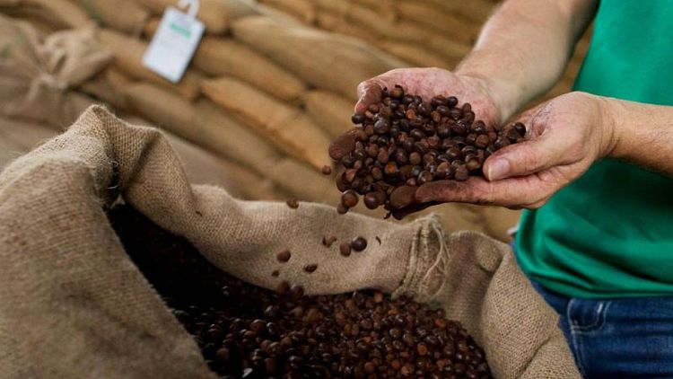 Suministros globales de café serán ajustados hacia final de temporada 2021/2022: analistas