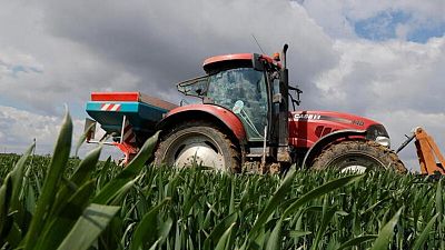 Calidad del trigo francés mejora por condiciones favorables del clima