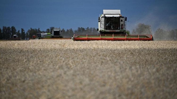 Sovecon sube previsiones para cosecha de trigo de Rusia en 2021