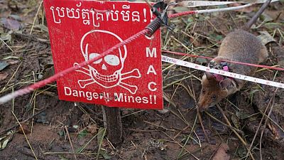 Cambodia deploys new batch of rat recruits to sniff out landmines Cambodia deploys new batch of rat recruits to sniff out landmines