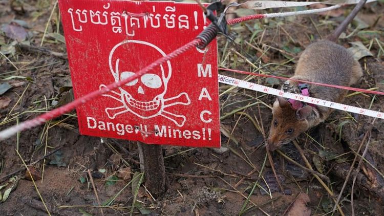 Cambodia deploys new batch of rat recruits to sniff out landmines