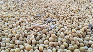 Importaciones de soja de la UE en 2020/21 caen a 14,55 millones de toneladas al 13 de junio
