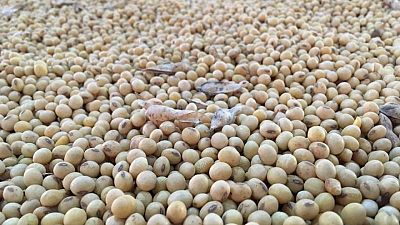 Importaciones de soja de la UE en 2020/21 caen a 14,55 millones de toneladas al 13 de junio Importaciones de soja de la UE en 2020/21 caen a 14,55 millones de toneladas al 13 de junio