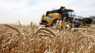 مصر تصدر مناقصة عالمية لشراء كمية غير محددة من القمح للشحن في 21-31 أغسطس