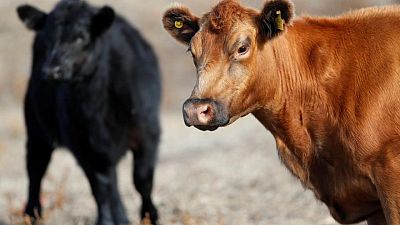 Argentina se acerca a un acuerdo con empresas para levantar suspensión exportaciones de carne Argentina se acerca a un acuerdo con empresas para levantar suspensión exportaciones de carne