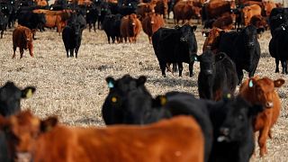 الأرجنتين تقترب من اتفاق لاستئناف صادرات لحوم الأبقار