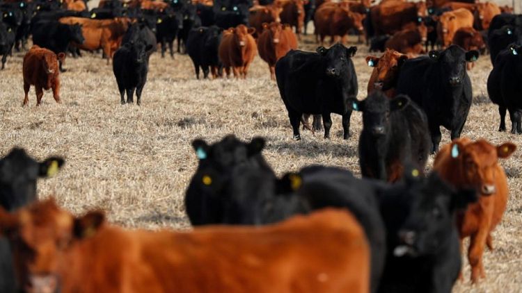 الأرجنتين تقترب من اتفاق لاستئناف صادرات لحوم الأبقار