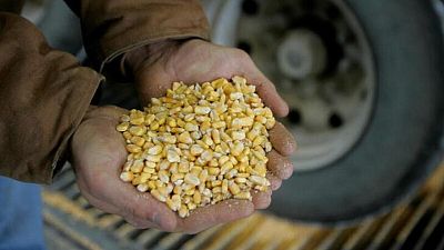 GRANOS-Maíz y soja se desploman por el clima en EEUU y ventas de materias primas GRANOS-Maíz y soja se desploman por el clima en EEUU y ventas de materias primas