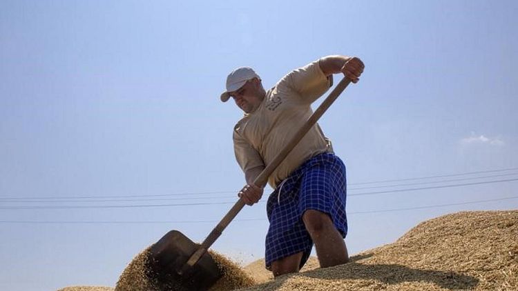 Exportaciones de granos de Ucrania caen un 22,2% en lo que va de la temporada 2020/2021
