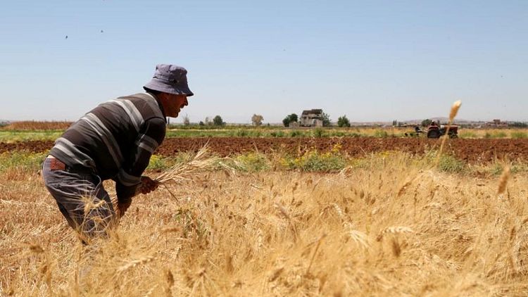 Syrian drought puts Assad's 'year of wheat' in peril