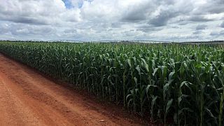 Cosecha de maíz de Brasil en 2020/2021 caería bajo 94 million de toneladas: sondeo Reuters