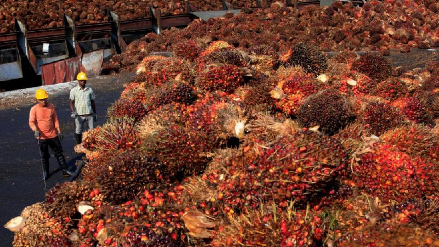 Malaysian palm giant IOI says aware of US customs letter on alleged forced labour