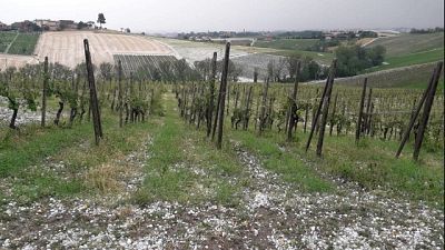Coldiretti, in alcune zone compromesso 80 % delle coltivazioni Coldiretti, in alcune zone compromesso 80 % delle coltivazioni