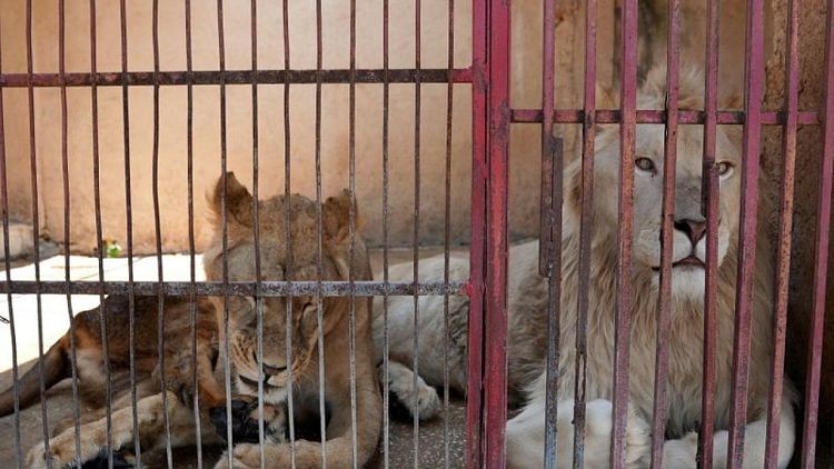 الحيوانات تتضور جوعا في حدائق لبنان بسبب الانهيار الاقتصادي
