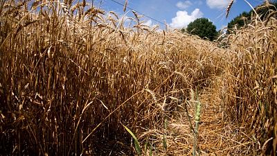 Food commodity prices to ease this decade, emissions to rise, says report Food commodity prices to ease this decade, emissions to rise, says report