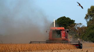 Importaciones de soja de UE alcanzan 15,35 millones de toneladas en temporada 2020/2021