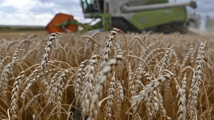 Cuota de exportación de granos de Rusia podría fijarse en 14 millones de toneladas: reporte