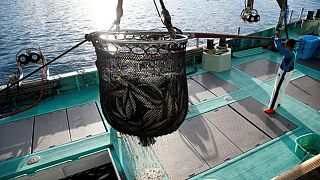 Acuerdo mundial de pesca está "al alcance", pero se necesitan mejoras: EEUU