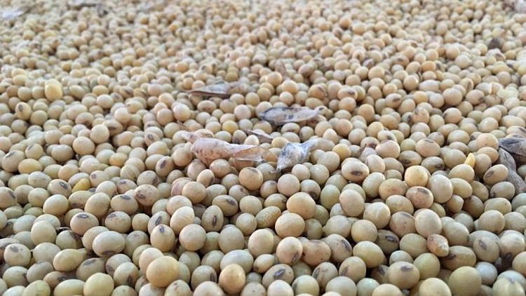 Abiove eleva pronóstico para exportaciones de soja de Brasil por fuerte demanda de China