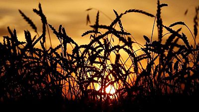 World food prices fall in June for first time in a year -FAO World food prices fall in June for first time in a year -FAO