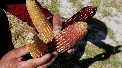 Clashing visions of Mexico's GMO corn ban cloud impact Clashing visions of Mexico's GMO corn ban cloud impact