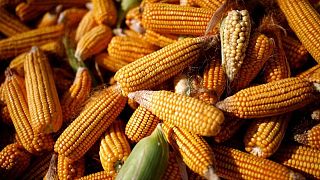 Fuertes lluvias golpean la cosecha de maíz de China y suscitan preocupaciones sobre la calidad