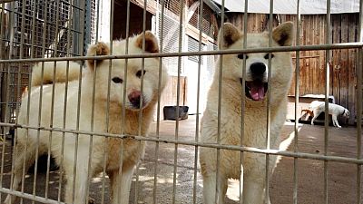 Estudio confirma que perros y gatos contraen COVID de sus dueños Estudio confirma que perros y gatos contraen COVID de sus dueños