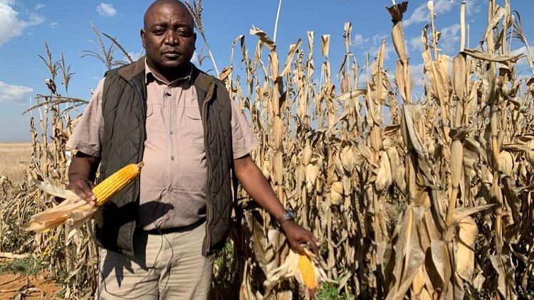 South African farmers dream of drought cover on climate front line