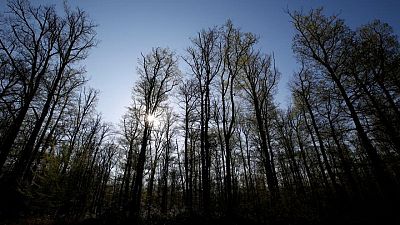 EU proposes quotas for states to boost natural carbon sinks EU proposes quotas for states to boost natural carbon sinks