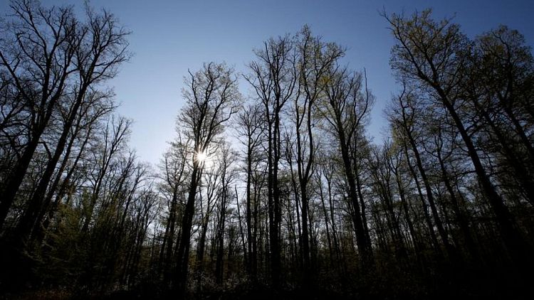 EU proposes quotas for states to boost natural carbon sinks