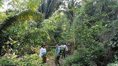 Over 10,000 species risk extinction in Amazon, says landmark report Over 10,000 species risk extinction in Amazon, says landmark report