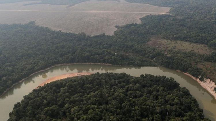 Más de 10.000 especies están en peligro de extinción en la Amazonia, según un enorme estudio