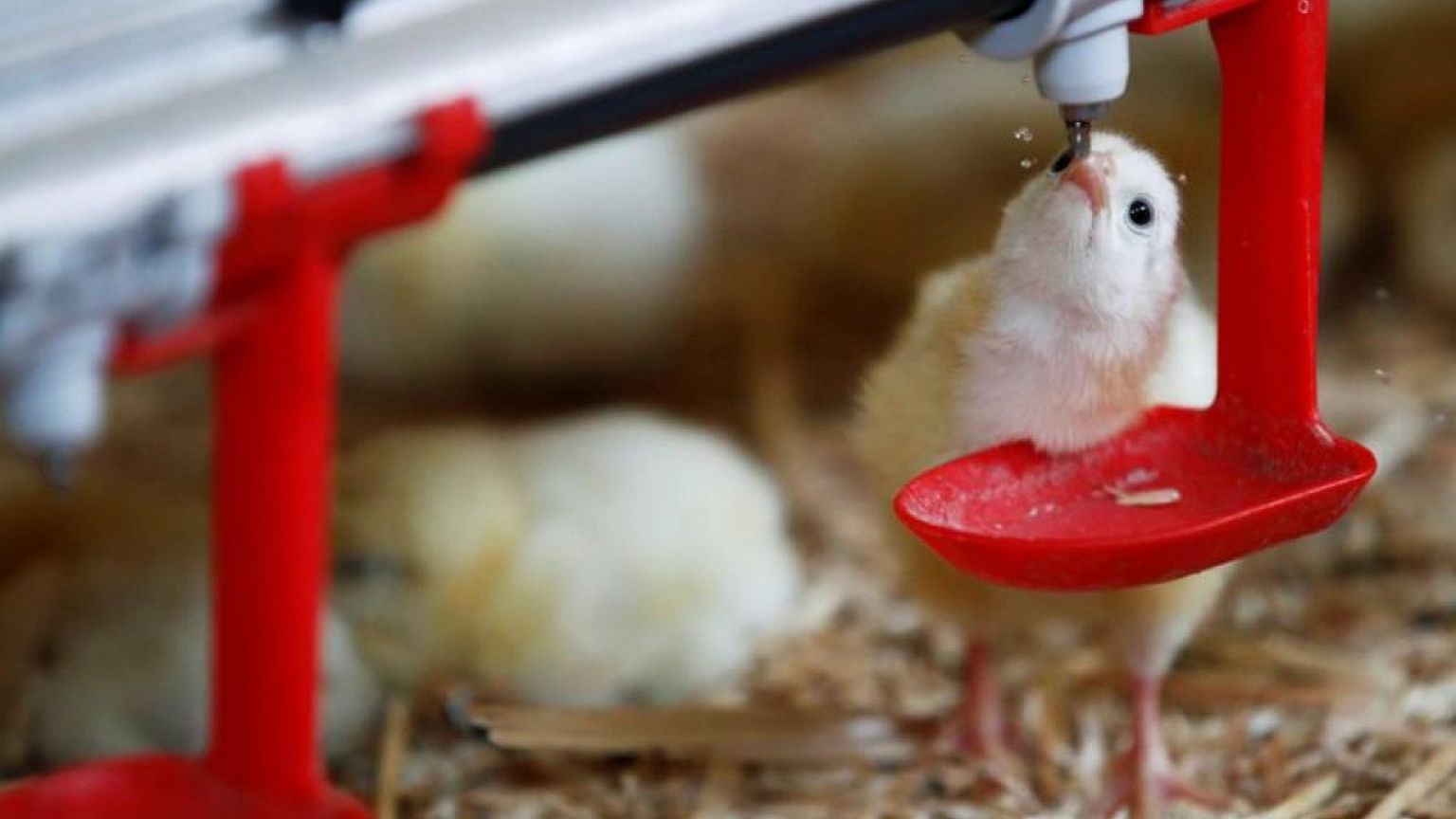 France bans crushing and gassing of male chicks from 2022
