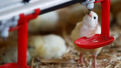 France bans crushing and gassing of male chicks from 2022 France bans crushing and gassing of male chicks from 2022
