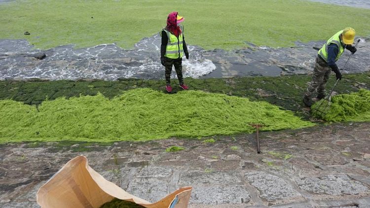 China's port city Qingdao suffers worst algae infestation