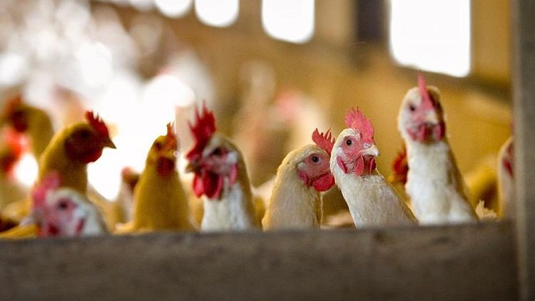 India reporta primera muerte humana por gripe aviar