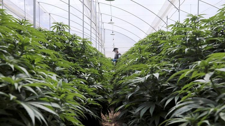 Colombia autoriza la exportación de flor seca de cannabis con fines medicinales