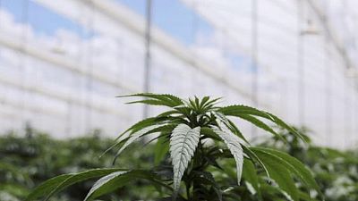 Colombia boosts budding cannabis industry by removing ban on dry flower exports Colombia boosts budding cannabis industry by removing ban on dry flower exports