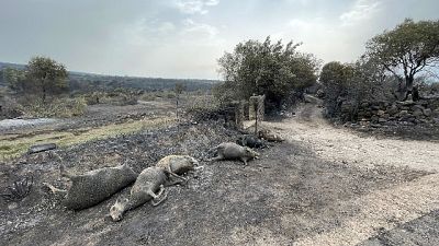 Ventimila ettari in fumo e ancora fronti attivi "ferita mortale" Ventimila ettari in fumo e ancora fronti attivi "ferita mortale"
