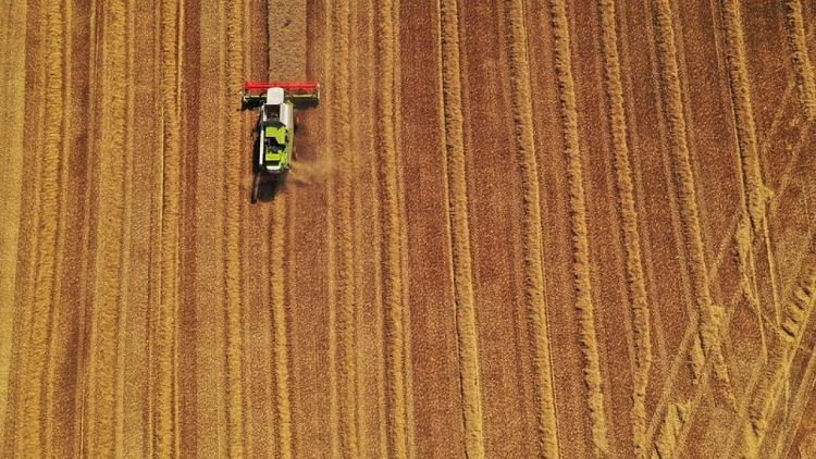Precios altos harán que trigo de la UE pierda demanda, según Strategie Grains
