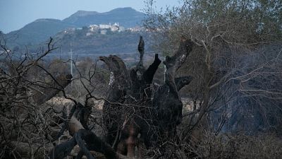 Petizione on line, richiesta a Solinas per piano quinquennale Petizione on line, richiesta a Solinas per piano quinquennale