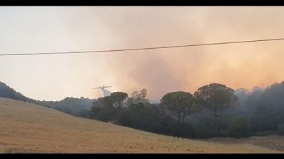 Sindaco Gravina, 'fiamme forse originate da accensione stoppie' Sindaco Gravina, 'fiamme forse originate da accensione stoppie'