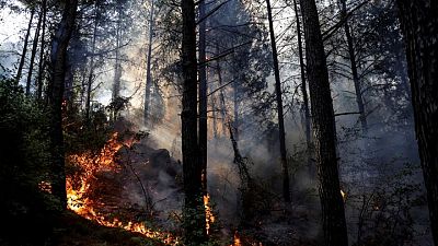 اتساع نطاق حرائق الغابات في تركيا وأردوغان يتعهد بتعويض المتضررين