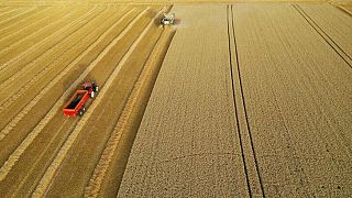 Suministro de colza de la UE seguirá siendo escaso, dice Strategie Grains Suministro de colza de la UE seguirá siendo escaso, dice Strategie Grains