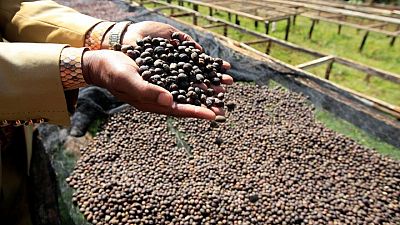 Kenya's growing taste for specialty coffee seen spurring output