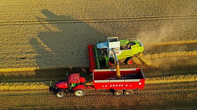 Francia recorta pronóstico de cosecha de trigo, ve en riesgo calidad del cereal
