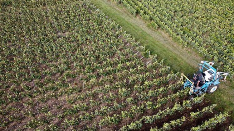 Francia prevé que la producción de vino, afectada por el clima, caiga a su mínimo histórico