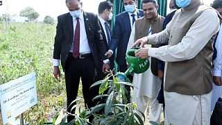 بزراعة 10 مليارات شجرة.. باكستان تسعى لجلب هواء نظيف للمدن الملوثة