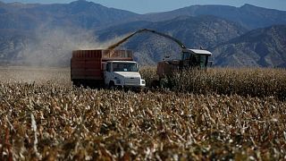 Calificación del maíz estadounidense mejora a un 64% de buena a excelente; soja se mantiene Calificación del maíz estadounidense mejora a un 64% de buena a excelente; soja se mantiene