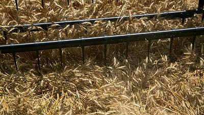 GRANOS-El trigo en Chicago se estabiliza tras alzas y a la espera de datos de EEUU